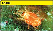 Acaro, Acari, ragnetto rosso