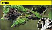 Afidi, Aphis spp, pidocchi