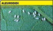 Aleuroidi, mosca bianca, mosche bianche