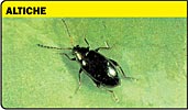Altiche, Phyllotreta spp, coleotteri