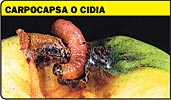 Carpocapsa, cidia, larve