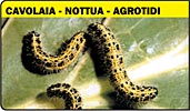 Cavolaia, nottua, agrotidi, lepidotteri