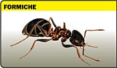 Formica, formiche