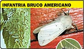 Infantria, bruco americano