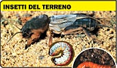 Insetti del terreno: elateridi, maggiolini, grillotalpa