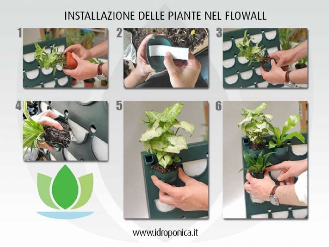 Come installare le piante nel Flowall Come installare le piante nel Flowall