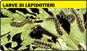 Larve farfalle, lepidotteri