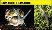 Lumache, limacce