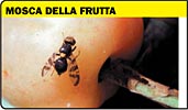 Mosche della frutta, dittero