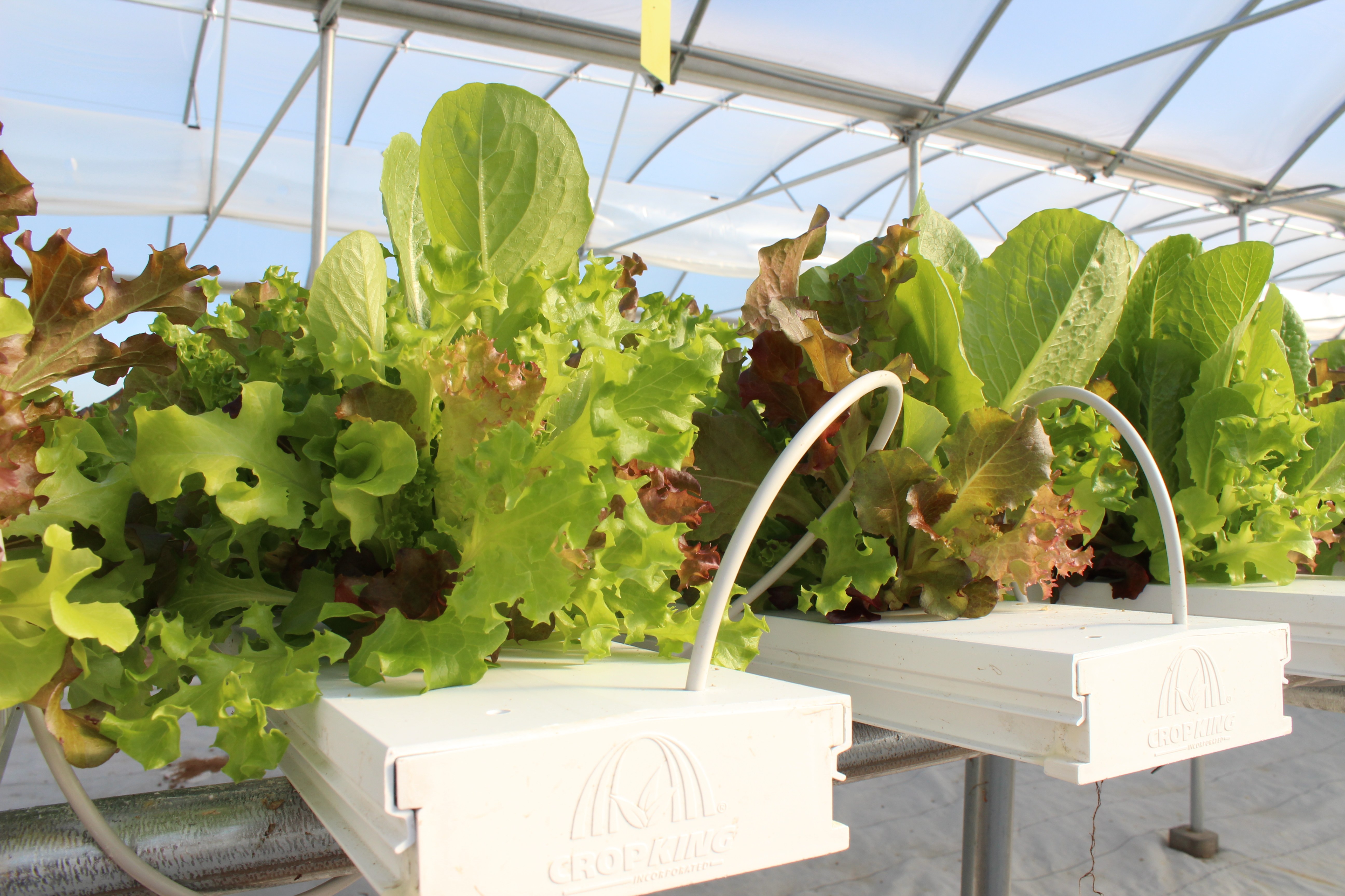 idroponica nft
