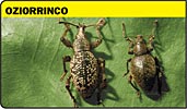 Oziorrinco