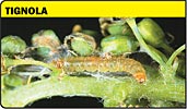 Tignola, tignoletta, Tortricidi