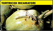 Tortricidi ricamatori