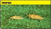 Tripidim tripide, frankliniella occidentalis, thrips tabaci