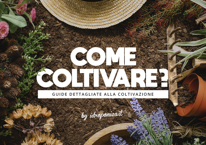 Come Coltivare?