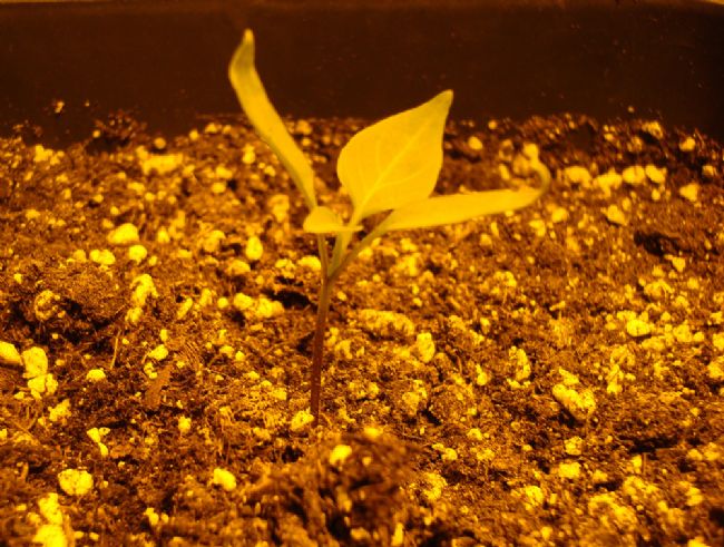 9. Irrigazione e controllo del pH nelle coltivazione indoor