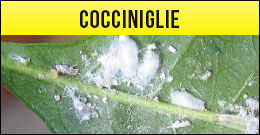 Cocciniglie, rincoti
