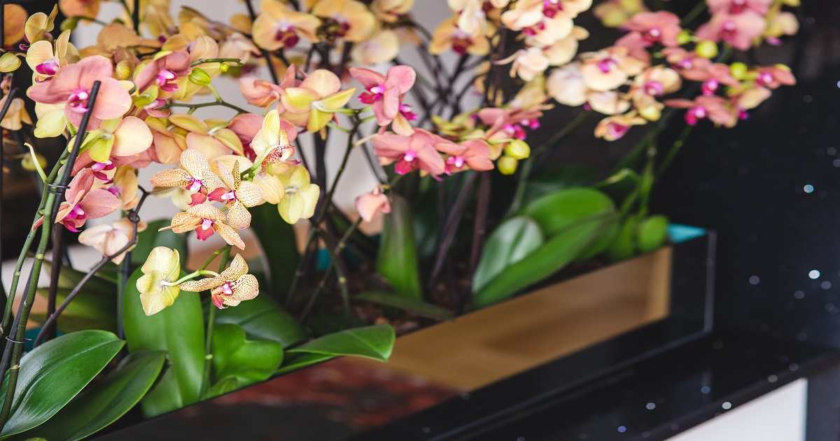 Come Coltivare le Orchidee in Casa? Cura, Irrigazione e Concimazione