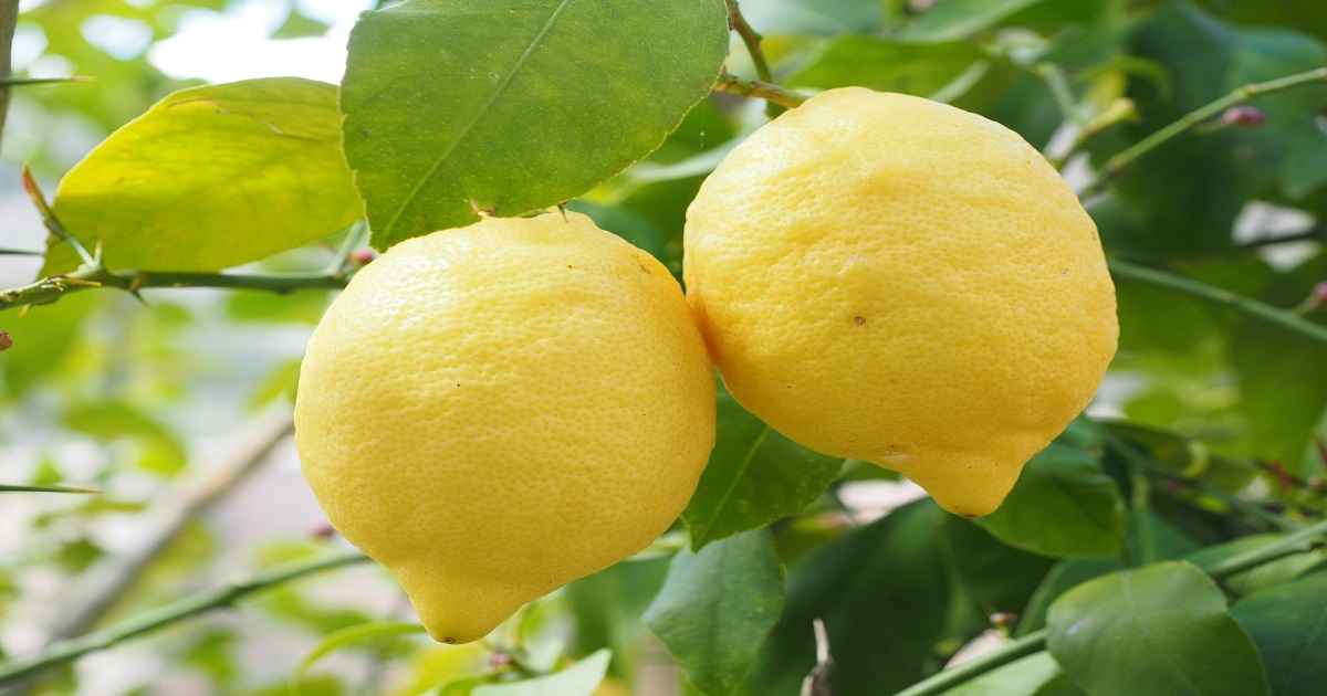 Coltivare I Limoni A Terra E In Vaso Guida Pratica