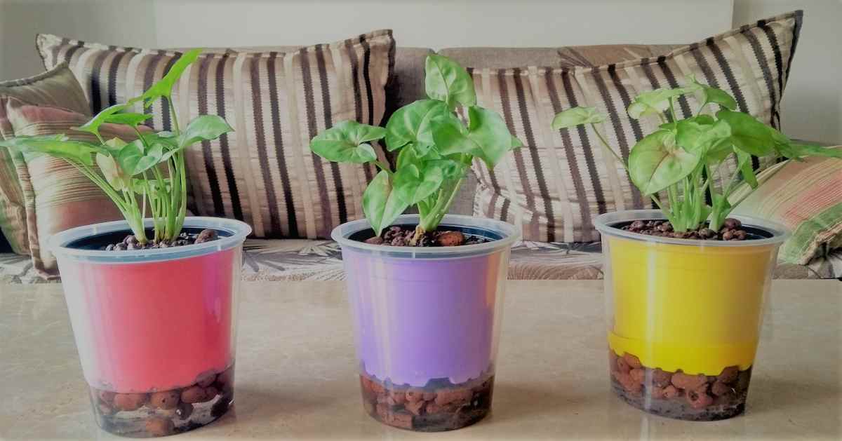 Idrocoltura Cosè E Come Funziona Guida Semplice E Rapida