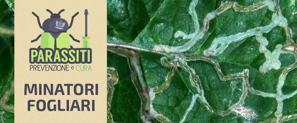 Fare la prova su vermi e parassiti