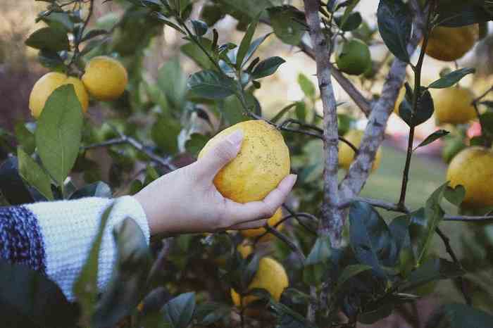 Parassiti Del Limone In Vaso E In Terra Rimedi E Cure