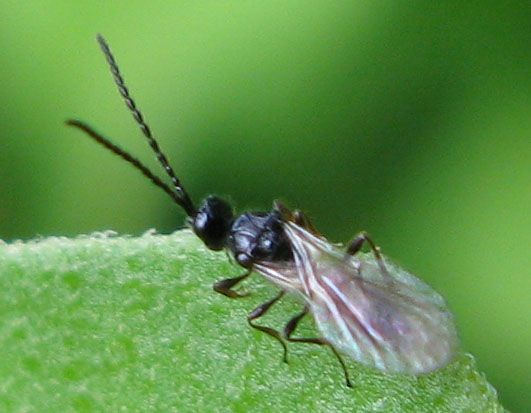 Mosca Bianca Cos E E Come Eliminarla E Debellarla In Modo Definitivo