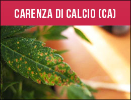 Carenza Calcio, carenze piante