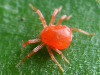 Aspetto