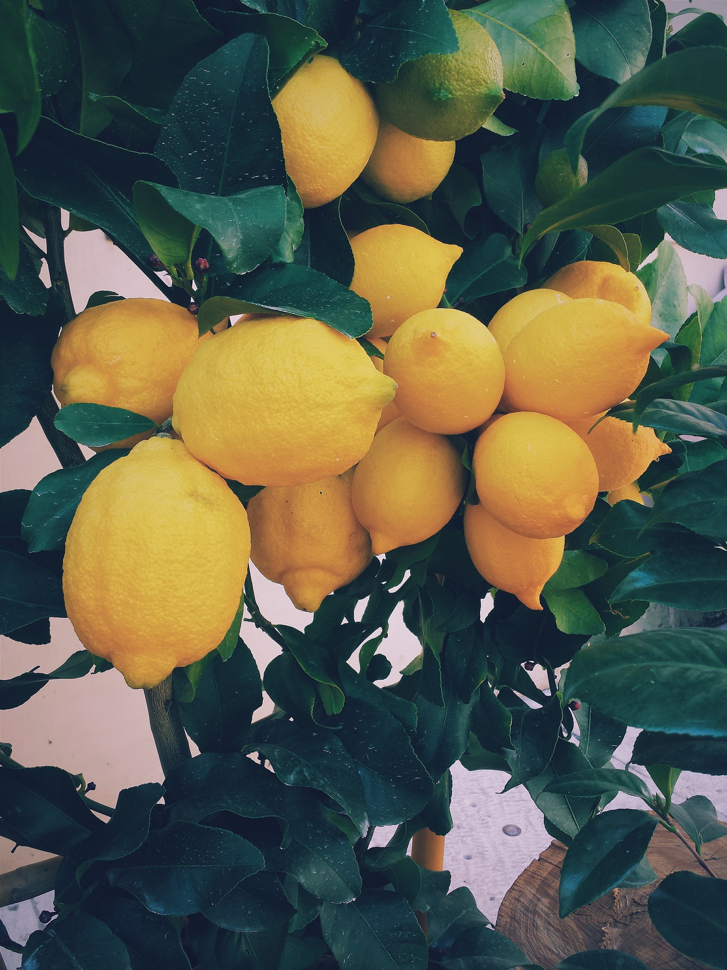 Mazzo Di Limoni Freschi Maturi Su Un Ramo Di Albero Di Limone Foto