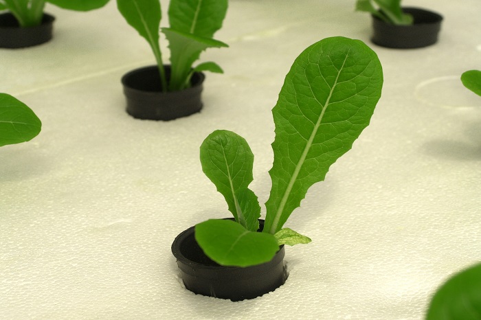 futuro dell'agricoltura italia idroponica futuro dell'agricoltura in italia è idroponica