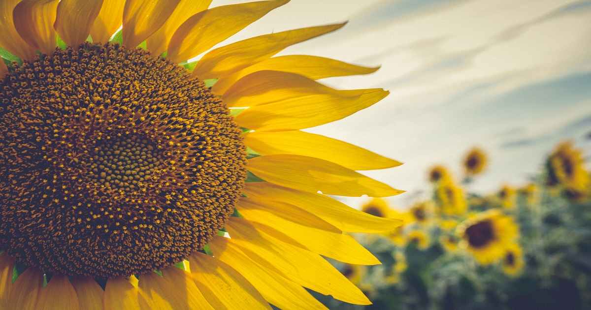 Coltivare I Girasoli Guida Dalla Semina Alla Pianta