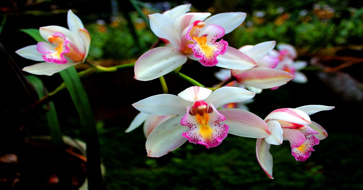 VASI TRASPARENTI PER RINVASO DI ORCHIDEE PHALAENOPSIS