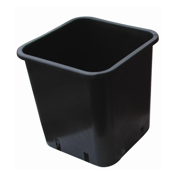 Taglia media, 30 cm, in vaso quadrato, modello veneziano, Vaso